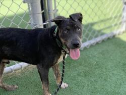 Shelter Stray Male Dog last seen , 957 N Gaffey St, San Pedro, CA 90731, USA