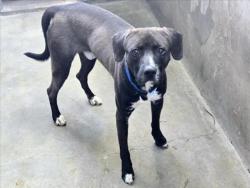 Shelter Stray Male Dog last seen , 14409 Vanowen St, Van Nuys, CA 91405, USA