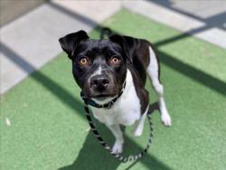 Shelter Stray Male Dog last seen , 957 N Gaffey St, San Pedro, CA 90731, USA