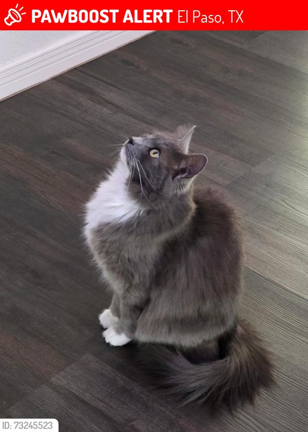 Lost Female Cat last seen Montwood and Trawood El Paso tx 79936, El Paso, TX 79936