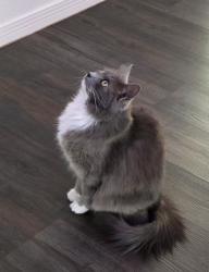 Lost Female Cat last seen Montwood and Trawood El Paso tx 79936, El Paso, TX 79936