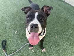 Shelter Stray Female Dog last seen , 1850 W 60th St, Los Angeles, CA 90047, USA