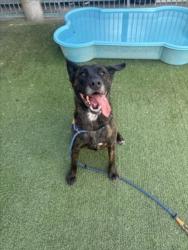 Shelter Stray Male Dog last seen , West Valley Animal Shelter, 20655 Plummer St, Chatsworth, CA 91311, USA