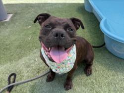 Shelter Stray Female Dog last seen , 1850 W 60th St, Los Angeles, CA 90047, USA