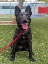 Shelter Stray Female Dog last seen , West Valley Animal Shelter, 20655 Plummer St, Chatsworth, CA 91311, USA