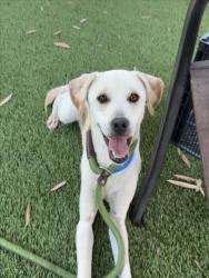 Shelter Stray Male Dog last seen , 1850 W 60th St, Los Angeles, CA 90047, USA