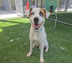Shelter Stray Male Dog last seen , 1850 W 60th St, Los Angeles, CA 90047, USA