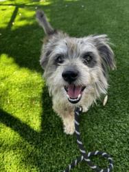 Shelter Stray Male Dog last seen , 1850 W 60th St, Los Angeles, CA 90047, USA