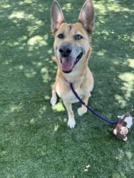 Shelter Stray Female Dog last seen , West Valley Animal Shelter, 20655 Plummer St, Chatsworth, CA 91311, USA