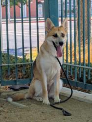 Shelter Stray Female Dog last seen , West Valley Animal Shelter, 20655 Plummer St, Chatsworth, CA 91311, USA