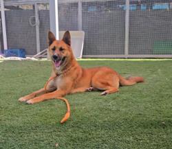 Shelter Stray Male Dog last seen , 1850 W 60th St, Los Angeles, CA 90047, USA