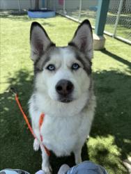Shelter Stray Female Dog last seen , West Valley Animal Shelter, 20655 Plummer St, Chatsworth, CA 91311, USA