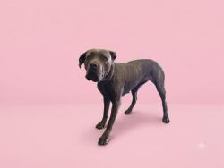 Shelter Stray Female Dog last seen , 1850 W 60th St, Los Angeles, CA 90047, USA
