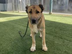 Shelter Stray Female Dog last seen , West Valley Animal Shelter, 20655 Plummer St, Chatsworth, CA 91311, USA