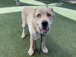 Shelter Stray Male Dog last seen , West Valley Animal Shelter, 20655 Plummer St, Chatsworth, CA 91311, USA