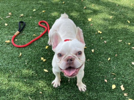 Shelter Stray Male Dog last seen , West Valley Animal Shelter, 20655 Plummer St, Chatsworth, CA 91311, USA