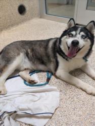Shelter Stray Male Dog last seen , 3201 Lacy St, Los Angeles, CA 90031, USA