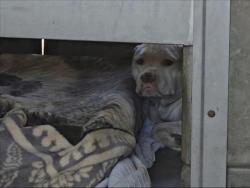 Shelter Stray Male Dog last seen , 3201 Lacy St, Los Angeles, CA 90031, USA