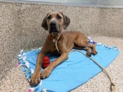 Shelter Stray Female Dog last seen , 3201 Lacy St, Los Angeles, CA 90031, USA