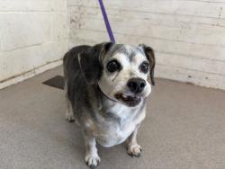 Shelter Stray Male Dog last seen 9TH AND M, 333 Chandler Pl, San Bernardino, CA 92408, USA