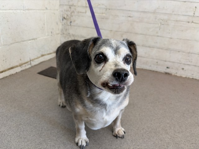 Shelter Stray Male Dog last seen 9TH AND M, 333 Chandler Pl, San Bernardino, CA 92408, USA