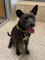 Shelter Stray Female Dog last seen , 3201 Lacy St, Los Angeles, CA 90031, USA