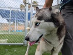Shelter Stray Female Dog last seen , 3201 Lacy St, Los Angeles, CA 90031, USA