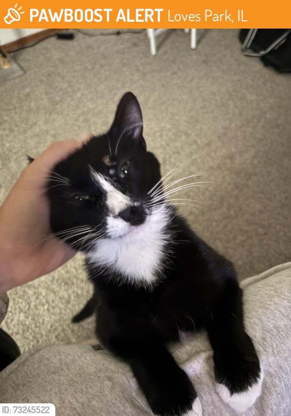 Found/Stray Male Cat last seen Mobile by Riverside and Mulford, Loves Park, IL 61111