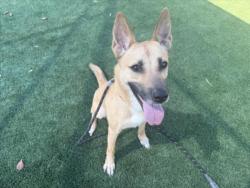 Shelter Stray Female Dog last seen , 3201 Lacy St, Los Angeles, CA 90031, USA