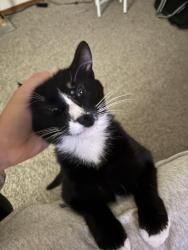 Found/Stray Male Cat last seen Mobile by Riverside and Mulford, Loves Park, IL 61111