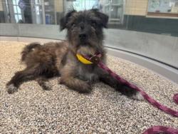 Shelter Stray Male Dog last seen , 3201 Lacy St, Los Angeles, CA 90031, USA