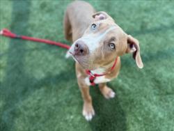 Shelter Stray Male Dog last seen , 3201 Lacy St, Los Angeles, CA 90031, USA