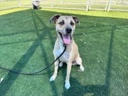 Shelter Stray Female Dog last seen , 3201 Lacy St, Los Angeles, CA 90031, USA
