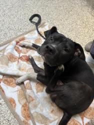 Shelter Stray Male Dog last seen , 3201 Lacy St, Los Angeles, CA 90031, USA