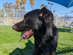 Shelter Stray Male Dog last seen , 3201 Lacy St, Los Angeles, CA 90031, USA