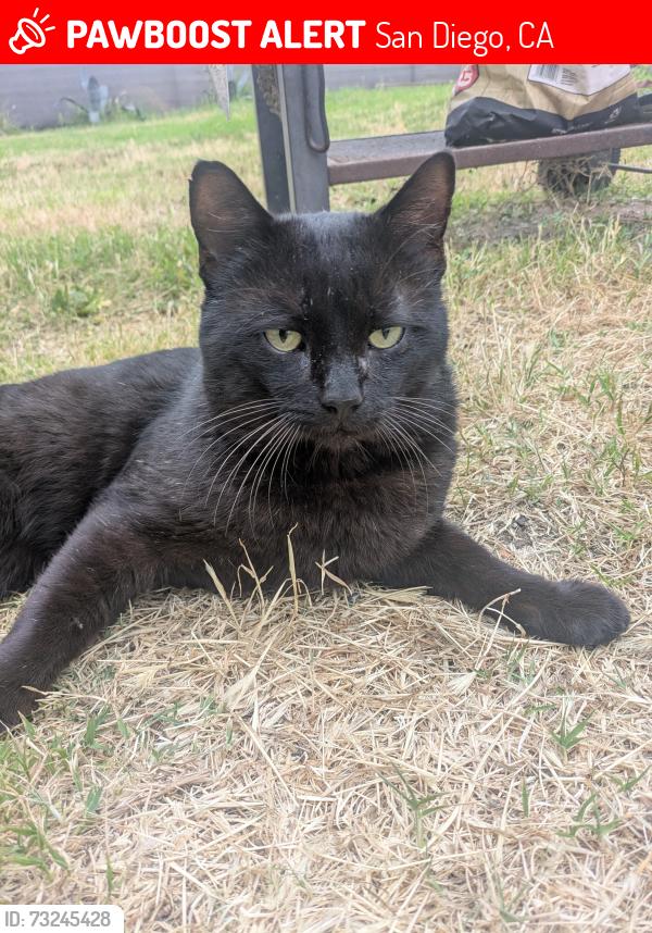 Lost Male Cat last seen Near tequila way, San Diego, CA 92173