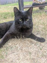 Lost Male Cat last seen Near tequila way, San Diego, CA 92173