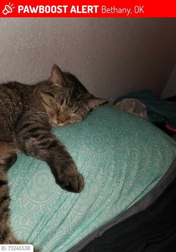 Lost Male Cat last seen 38th, Bethany, OK 73008