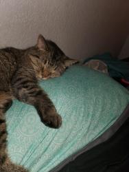 Lost Male Cat last seen 38th, Bethany, OK 73008