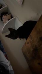 Shelter Stray Female Cat last seen CHARLOTTE, 8315 Byrum Dr, Charlotte, NC 28217, USA