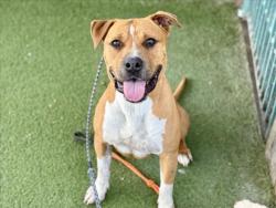 Shelter Stray Male Dog last seen , 11361 W Pico Blvd, Los Angeles, CA 90064, USA