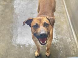 Shelter Stray Male Dog last seen , 11361 W Pico Blvd, Los Angeles, CA 90064, USA
