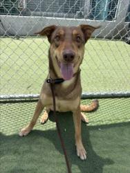 Shelter Stray Male Dog last seen , 11361 W Pico Blvd, Los Angeles, CA 90064, USA