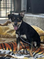 Shelter Stray Female Dog last seen , 11361 W Pico Blvd, Los Angeles, CA 90064, USA
