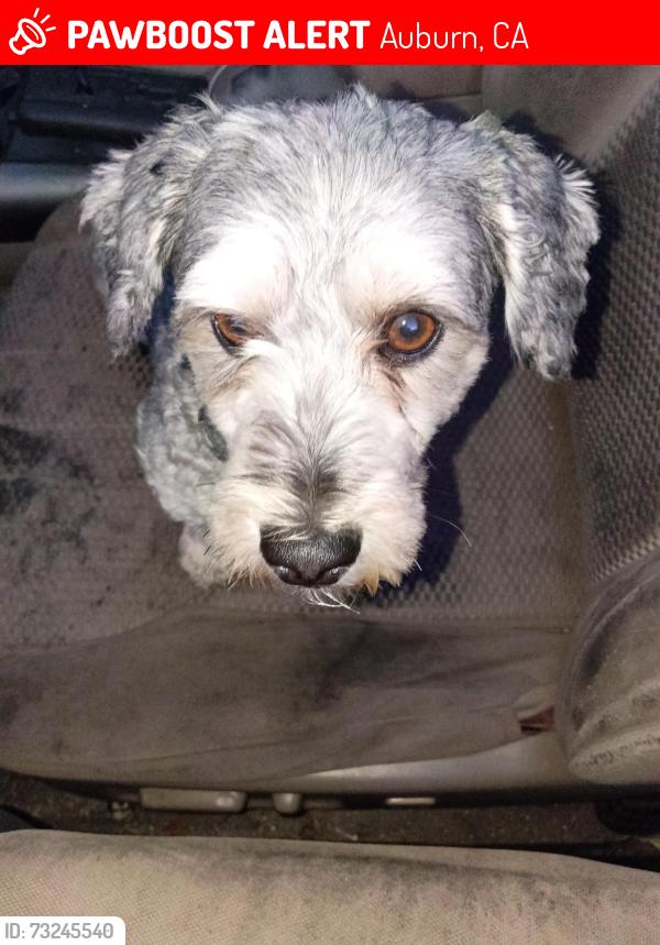 Lost Male Dog last seen Safeway parking lot, Auburn, CA 95603