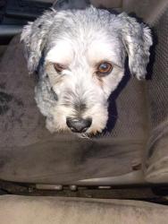 Lost Male Dog last seen Safeway parking lot, Auburn, CA 95603