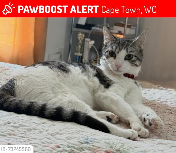 Lost Female Cat last seen Malgas, Cape Town, WC 7441