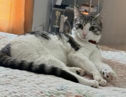 Lost Female Cat last seen Malgas, Cape Town, WC 7441