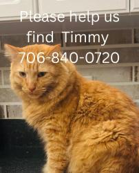 Lost Male Cat last seen Near Newland Circle, Evans, GA 30809