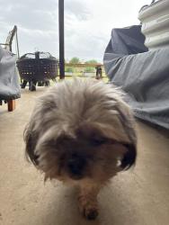 Lost Male Dog last seen Rawhide, Celina, TX 75009